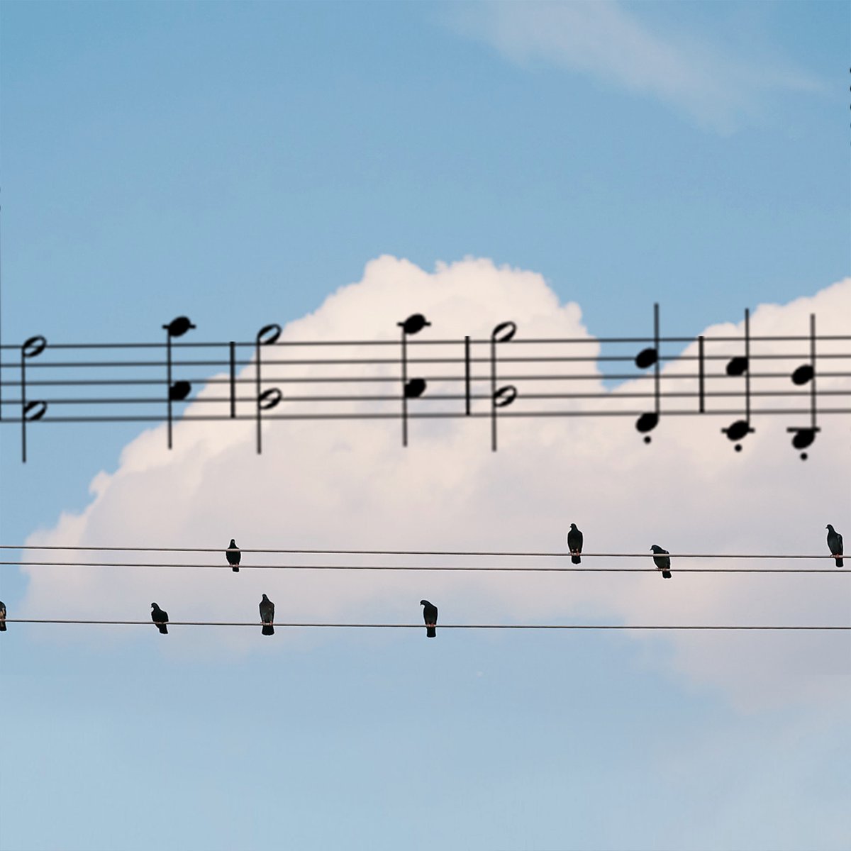 A digital collage by Liquid Pink. Birds sitting on electric wires and above them musical notes sitting on staff lines.