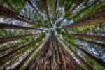 Looking upward among tall trees