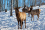 Купить «Altai marals in the winter mountains of Altai», фото № 33606428, снято 30 января 2020 г. (c) Наталья Волкова / Фотобанк Лори