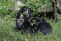 Купить «Spectacled bear {Tremarctos ornatus} mother with 3-month cub, captive. occurs South America», фото № 25453689, снято 8 мая 2020 г. (c) Nature Picture Library / Фотобанк Лори