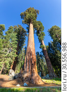 Купить «Giant Sequoia redwood trees with blue sky», фото № 30556988, снято 1 июля 2016 г. (c) Tryapitsyn Sergiy / Фотобанк Лори