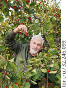 Купить «The gray-haired man likes to collect hawthorn in the garden.», фото № 32246099, снято 26 сентября 2016 г. (c) Акиньшин Владимир / Фотобанк Лори