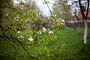 Купить «apple tree with many flowers», фото № 33736461, снято 13 мая 2020 г. (c) Дарья Филимонова / Фотобанк Лори