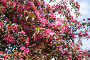 Купить «Blooming apple tree with pink flowers on a sunny spring day», фото № 33681078, снято 22 мая 2017 г. (c) Наталья Волкова / Фотобанк Лори