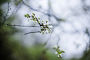 Купить «Blooming apple tree in spring time.», фото № 33736478, снято 13 мая 2020 г. (c) Дарья Филимонова / Фотобанк Лори