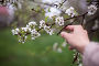 Купить «branch of apple tree with many flowers», фото № 33736471, снято 13 мая 2020 г. (c) Дарья Филимонова / Фотобанк Лори