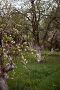 Купить «Blooming apple tree in spring time.», фото № 33736475, снято 13 мая 2020 г. (c) Дарья Филимонова / Фотобанк Лори