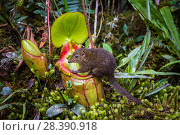 Купить «Mountain tree shrew (Tupaia montana) feeding on nectar secreted by the endemic Pitcher Plant (Nepenthes kinabaluensis) Montane forests (at 2200m-3000m...», фото № 28390918, снято 18 февраля 2020 г. (c) Nature Picture Library / Фотобанк Лори