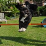 backyard-dog-agility