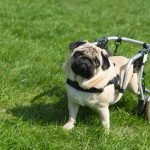 Handicapped pug dog with wheels in a yard