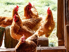 Роскачество обнаружило в курином филе побочный продукт хлорирования