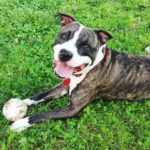 happy pit bull with ball on lawn