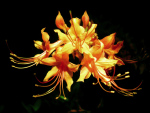 Flame Azalea