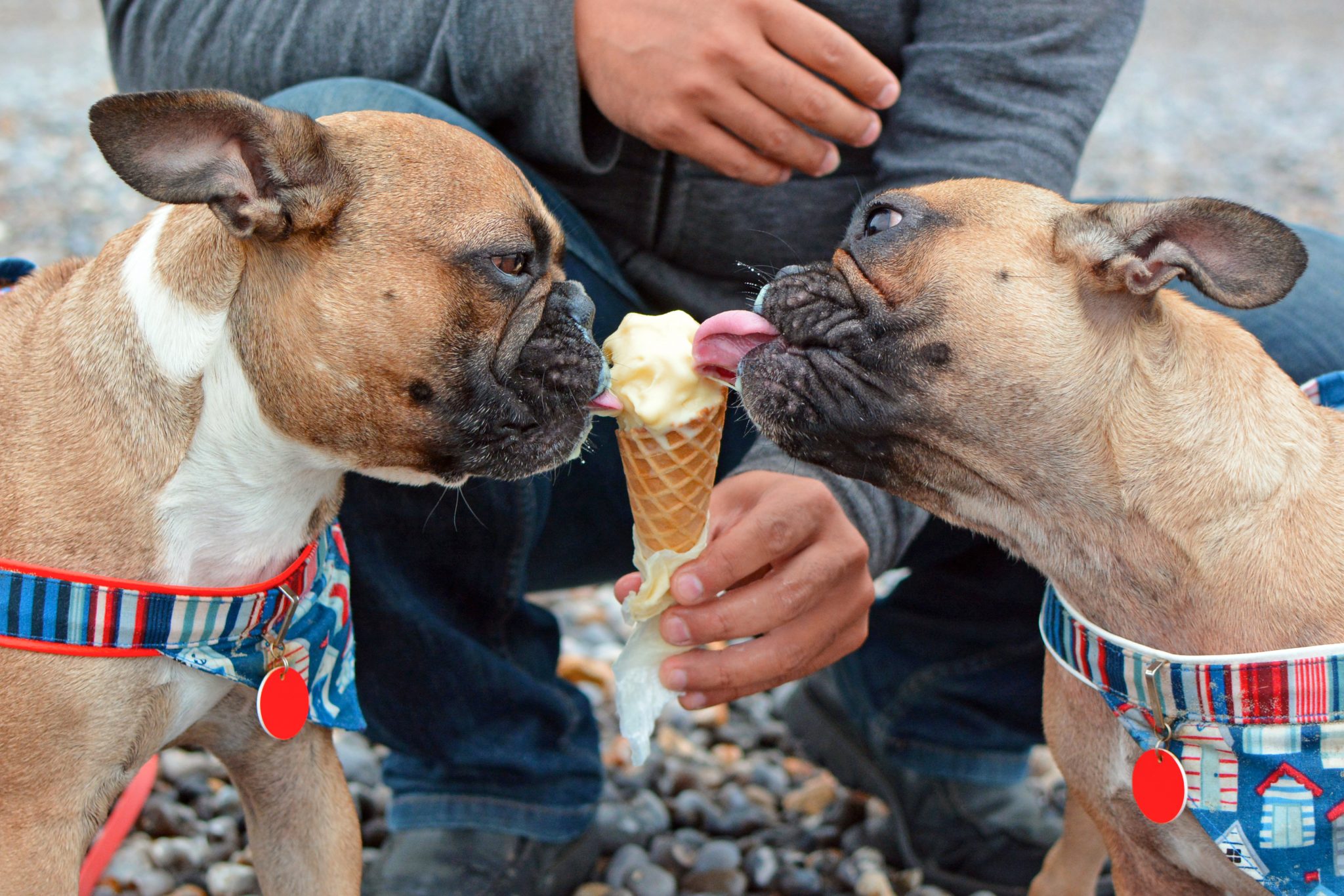 Французский голодный. Французский бульдог и мороженое. Мороженое для собак. Собака кушает мороженое. Бульдог с мороженым.