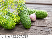 Fresh cucumbers, dill and garlic on a dark wooden table, ingredients for pickling cucumbers. Стоковое фото, фотограф Юлия Бабкина / Фотобанк Лори