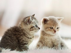 Необычные и красивые: 5 очень редких окрасов кошек