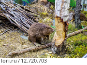 Бобр. Березинский заповедник. Беларусь (2015 год). Редакционное фото, фотограф Владимир Макеев / Фотобанк Лори