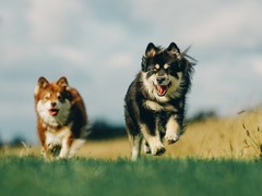 «Характер нордический»: финские породы собак