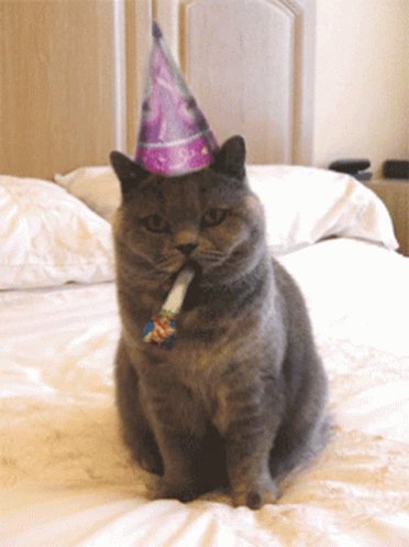 Happy Birthday Celebrate GIF