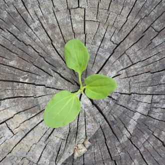 Une jeune pousse est en train de germer à partir d’une souche d’arbre craquelée et toute érodée.