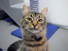 Самая одинокая кошка Великобритании нашла хозяев спустя 130 дней в приюте