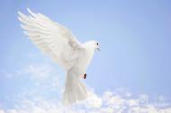 UN  International Day of Peace