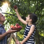 Grandfather and grandson picking peaches from a tree