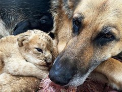 В Приморье собака «усыновила» львят, которых не приняла родная мать