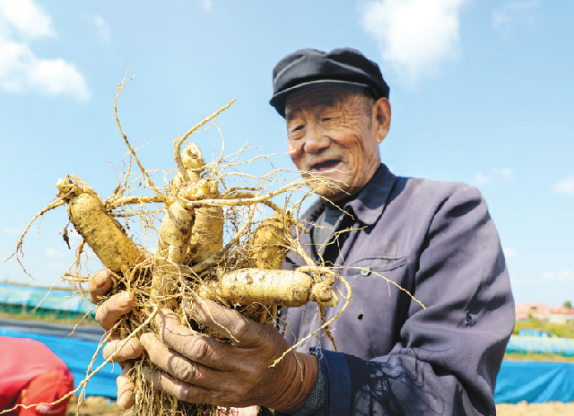 Сюй Маоцзяню 75 лет, всю жизнь выращивал женьшень в уезде Фусун, провинция Цзилинь. 