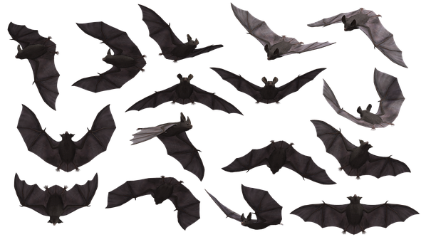 Bat, Bats, Flying, Mammal, Scary, Creepy