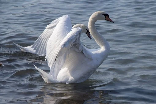 Swan, Water, Nature, Animal World Of