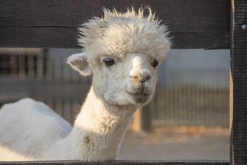 Lama, White, Animal, Fur, Head, Nature