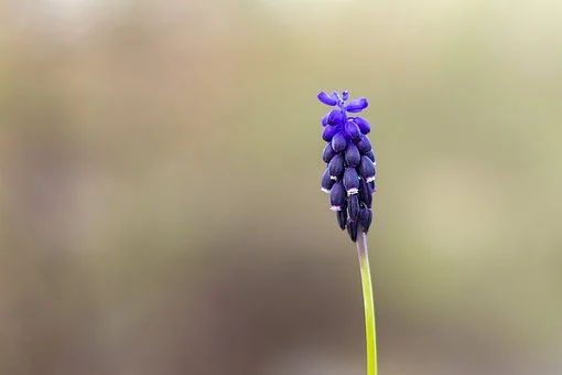 Flower, Spring, Purple, Nature, Blue