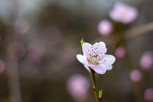 Flower, Pink, Spring, Nature