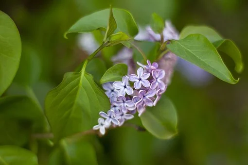 Organ, Green, Pink, Nature, Flower