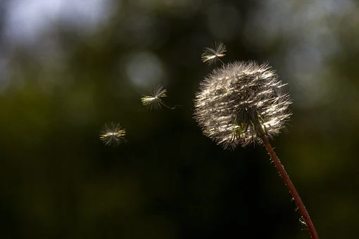 Dandelion, Silver, Glamour, Flowers