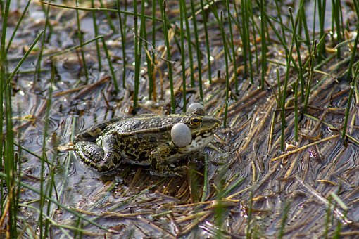 Frog, Green, Lake, Nature, Animal, Water