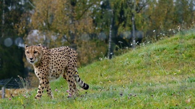 Gepard, Dzikich Zwierząt, Drapieżnik