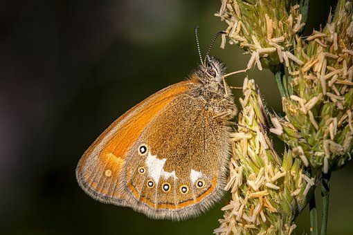 蝴蝶, 昆虫, 植物, 栗子健康, Coenonympha Glycerion