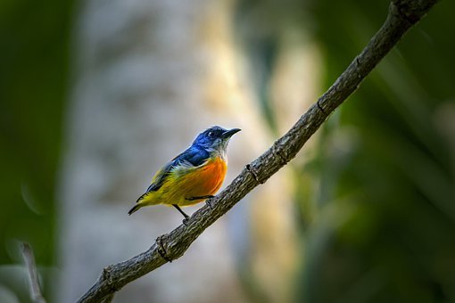 橙色的腹Flowerpecker, Dicaeum Trigonostigma