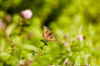 small tortoiseshell butterfly in summer garden. Стоковое фото, фотограф Syda Productions / Фотобанк Лори