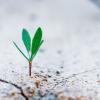 Photo of a small green plant sprouting from a crack in hard soil