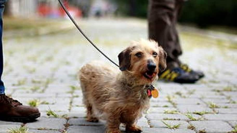 Dog park in D.C.