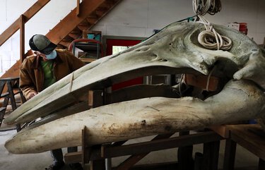 Les Schnick is building a hidden internal structure along with Ric Brenden (CQ) to keep the skull, jaw bones and neck bones together.  The skull is 8-feet, 3-inches long and weighs 500-pounds and is in Schnick’s workshop in Port Townsend.  REF to more photos online

(Schnick and Brenden are friends of Stefanie Worwag and Mario Rivera who own the skeleton. They live near Port Hadlock)  REF to more photos online

(The coil of safety rope on the skull is where the eye would be)

Northwest Wanderings

The skeleton of a 42-foot whale with skull at the workshop pf Les Schnick in Port Townsend, and the rest of the skeleton at the home of Mario Rivera and Stefanie Worwag.  Also includes Ric Brenden

Wednesday September 2, 2020 214930