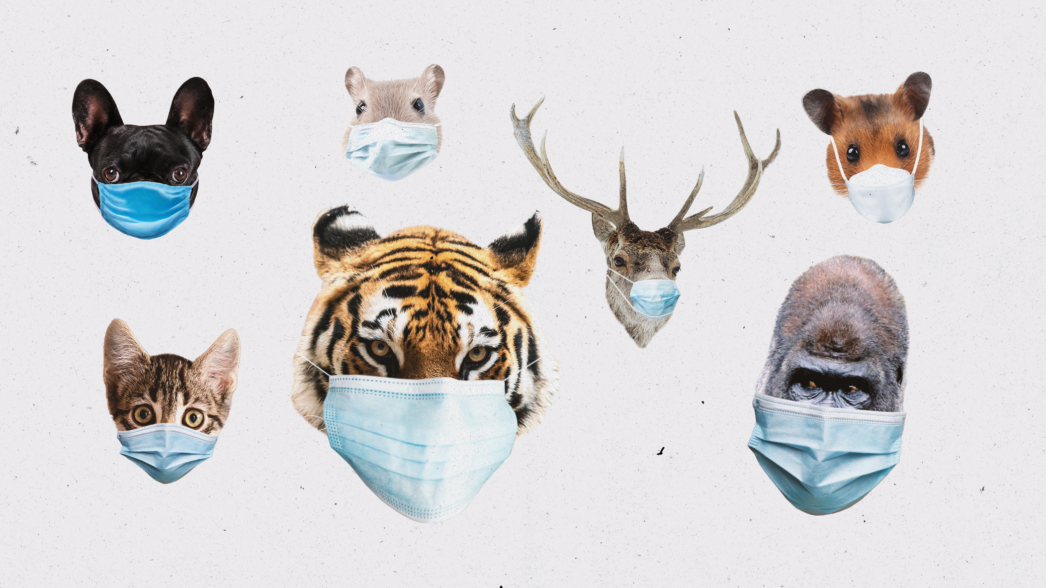 A collage of different animals wearing masks.