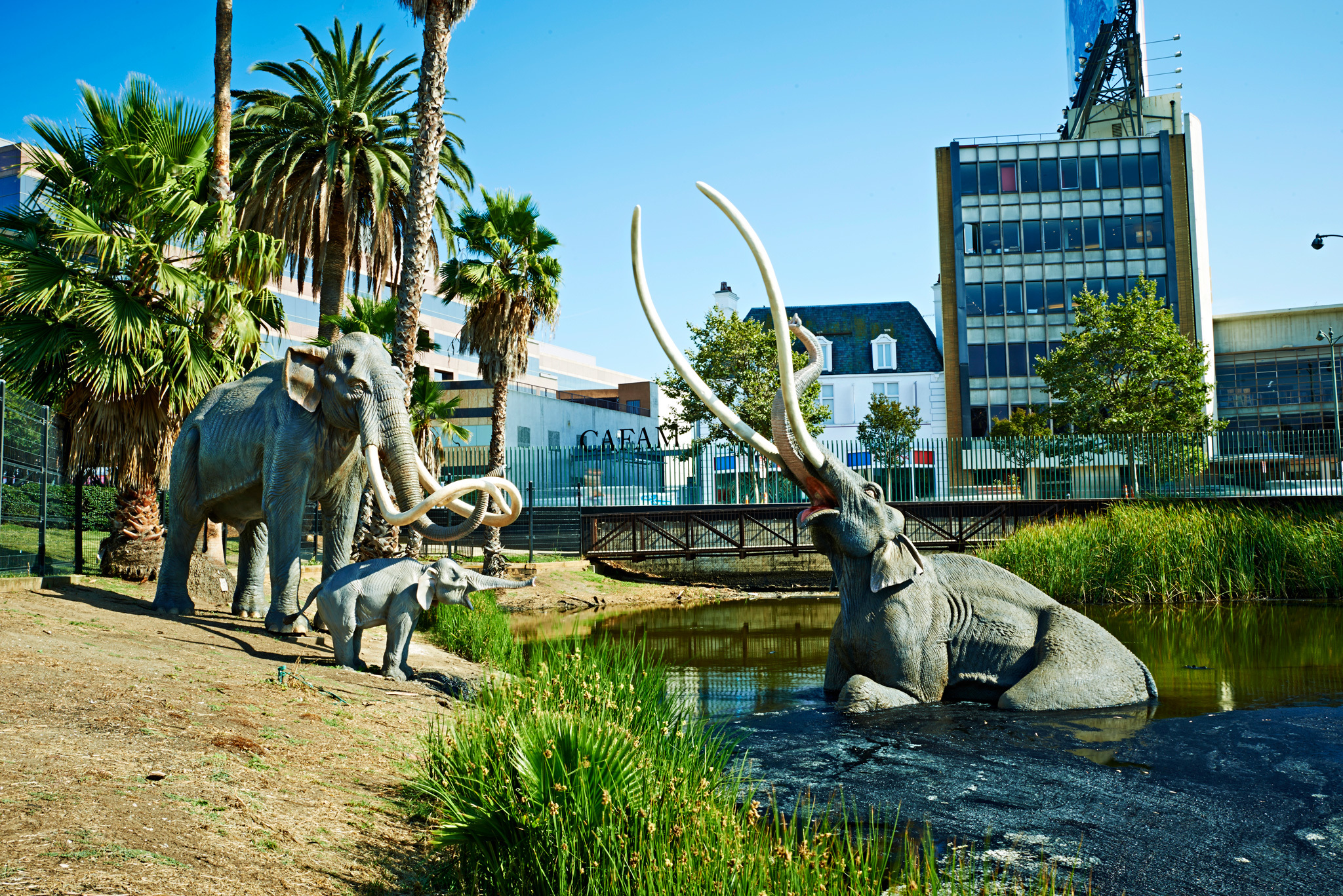 La Brea Tar Pits