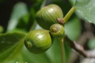 Fig fruit