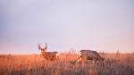 Deer in a grassy field at dawn.