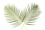 Palm leaves