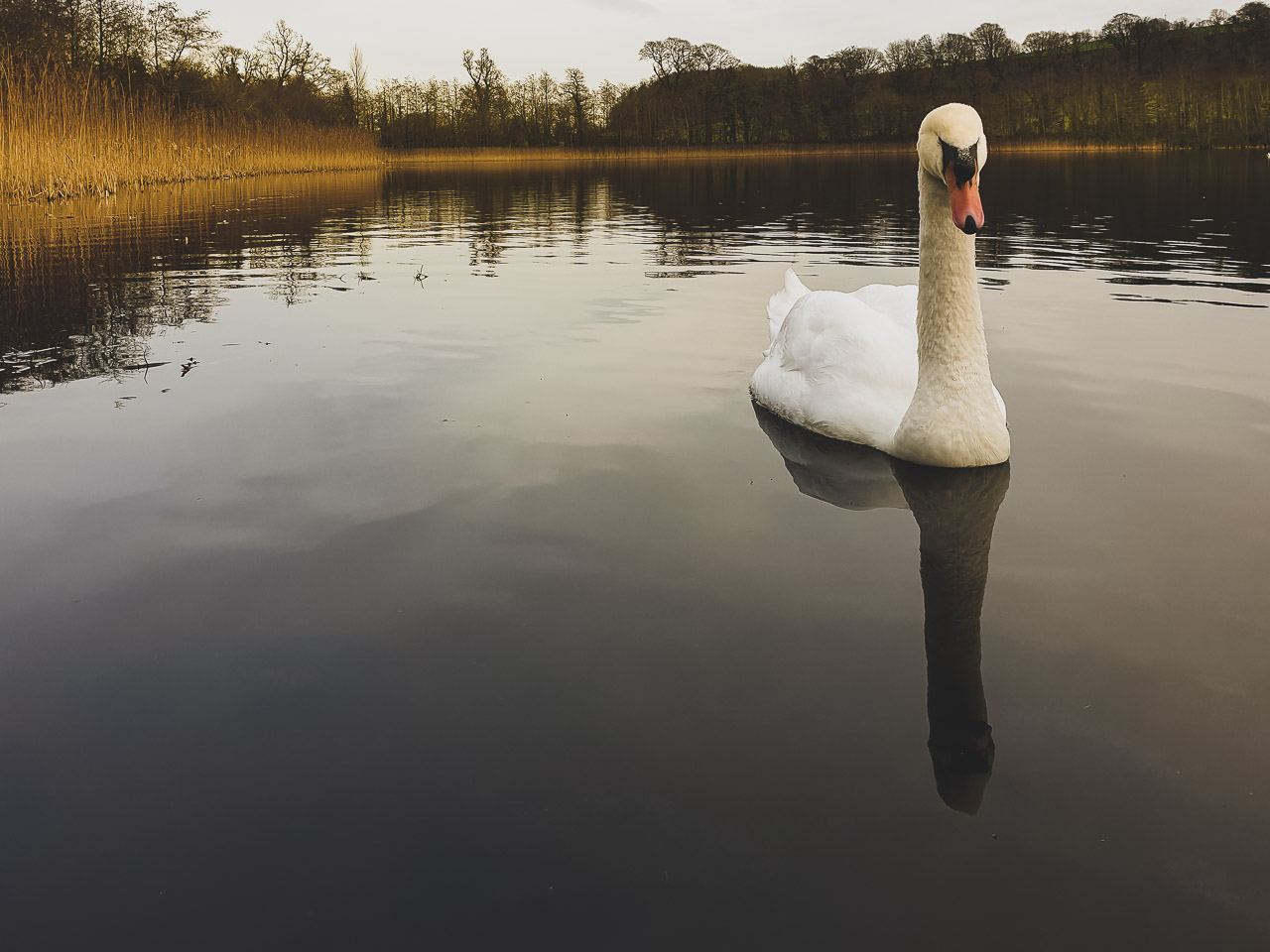 Blarney Lake Swan